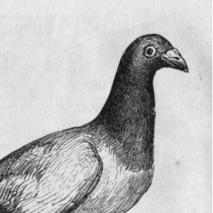 gravure de pigeon